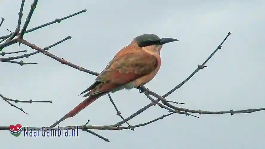 Brooks tjitjak, ook wel Brooks huisgekko