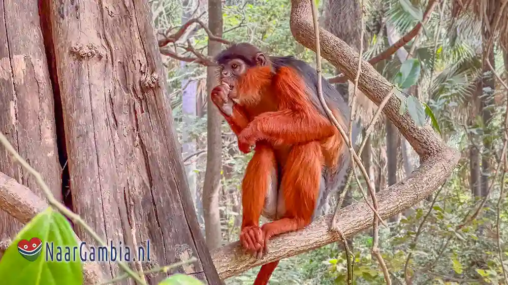 Brooks tjitjak ook wel Brooks huisgekko