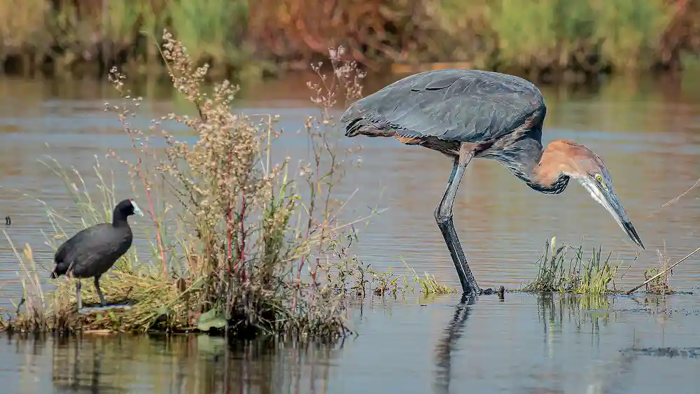 Goliath reiger naast een meerkoet
