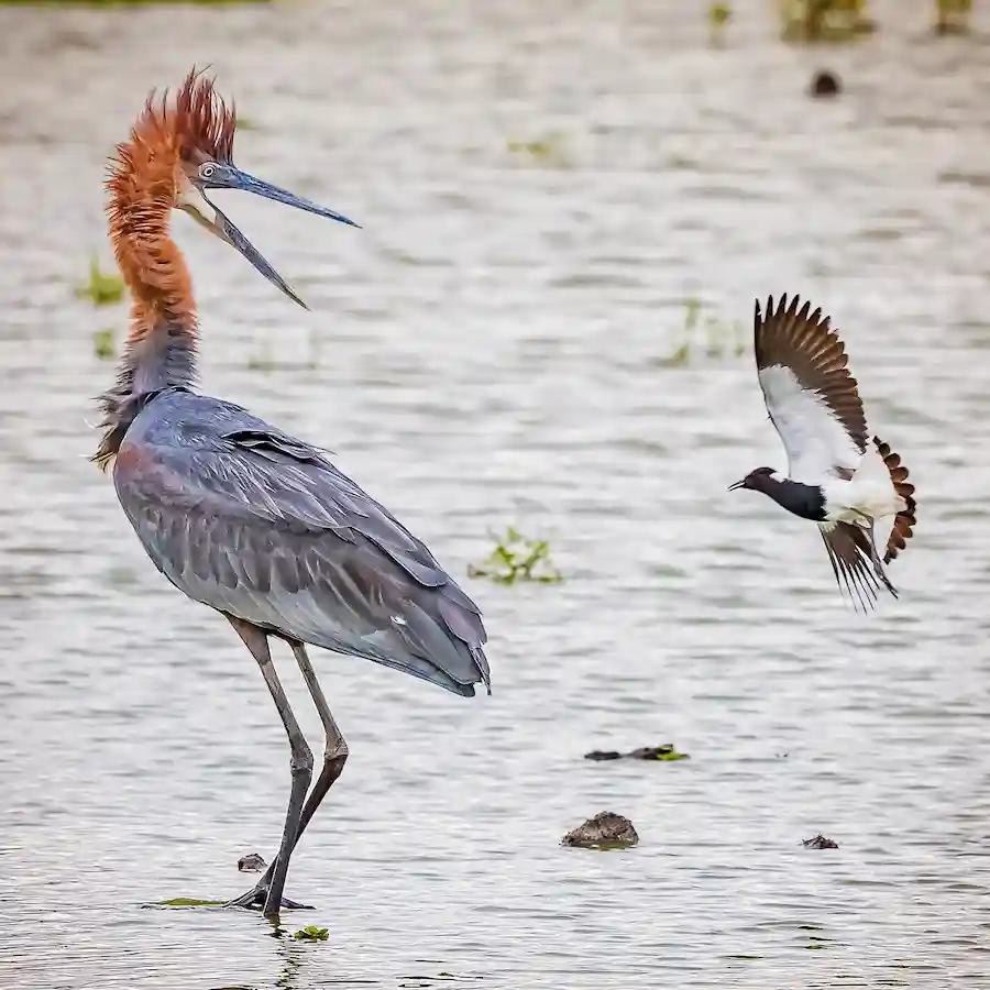 Goliathreiger staat naast een meerkoet.